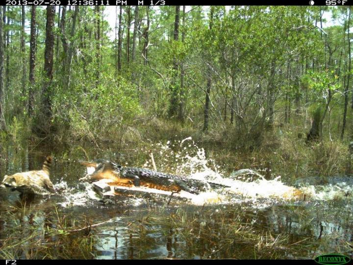 Breeding Birds Use Alligators to Protect Nests from Raccoons, Opossums