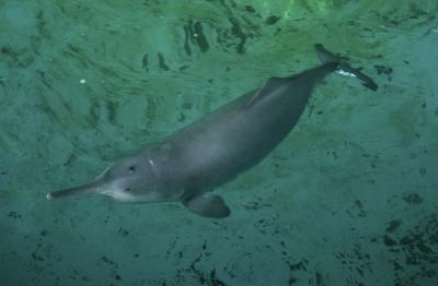 Baiji or Yangtze River Dolphin