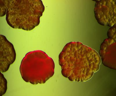 Variants of <i>Pseudomonas fluorescens</i>