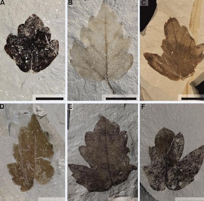 Reconstructing the evolutionary history of the grape family