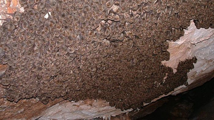 El calentamiento global altera la hibernación de los murciélagos