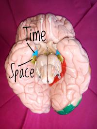 Tiny Areas in the Brain Are the Seat of Our Senses of Time and Place