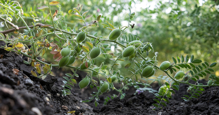 chickpea in India