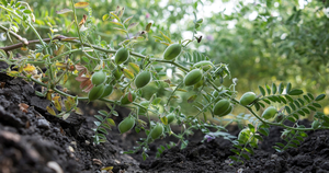 Chickpea plant and pods