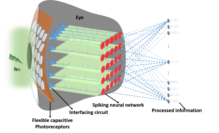 The schematic representation of the developed artificial retina network