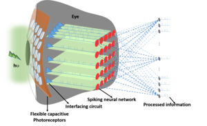 The schematic representation of the developed artificial retina network