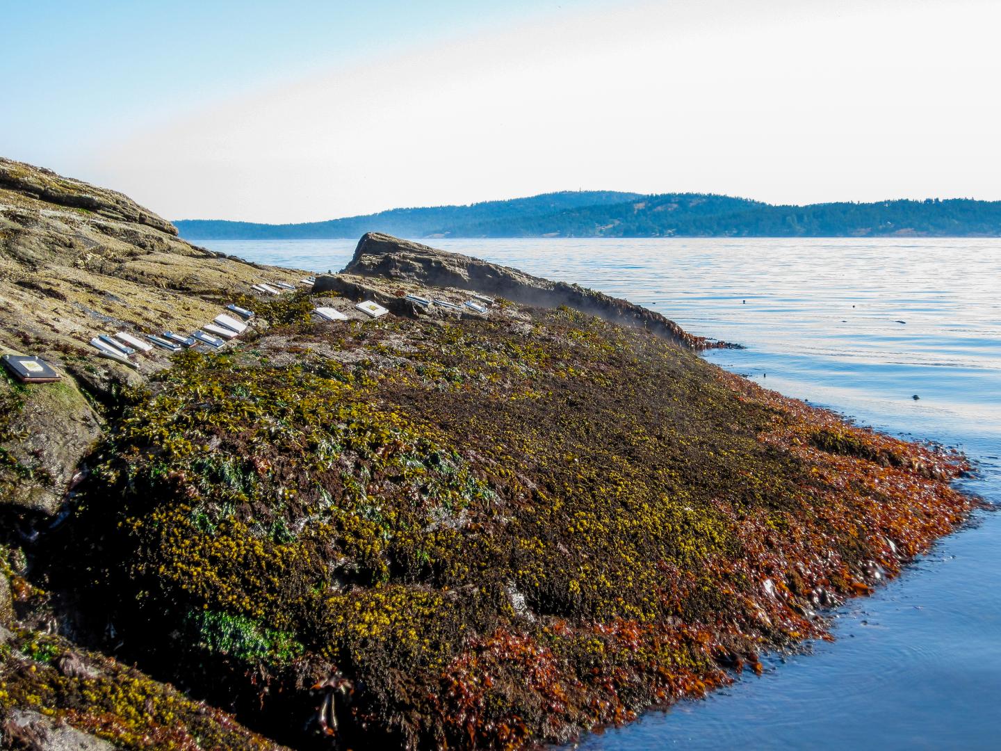 Vegetarian Sea Snails Help Marine Community Resist Warming (8 of 9)