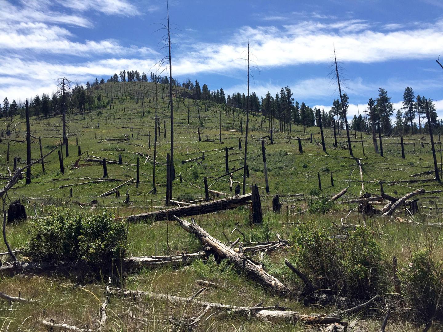 Idaho Complex Fire Aftermath