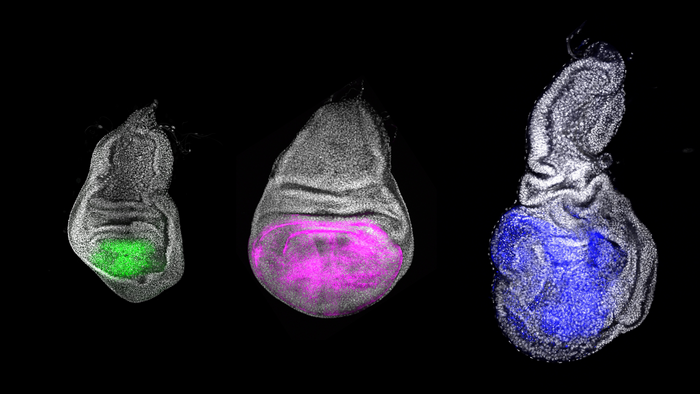 Photograph of the adult wing precursor imaginal cells of Drosophila melanogaster