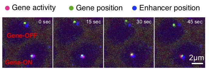 Princeton Researchers Show How Junk DNA Activates Genes (2 of 2)