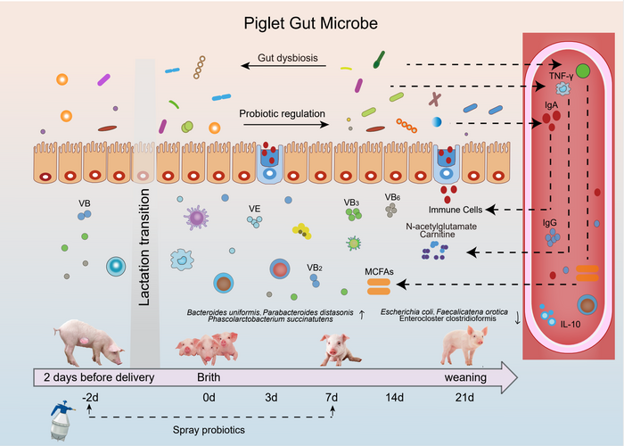 A proposed model of the effects of probiotic fermented liquid in improving the growth performance and immune function of piglets.