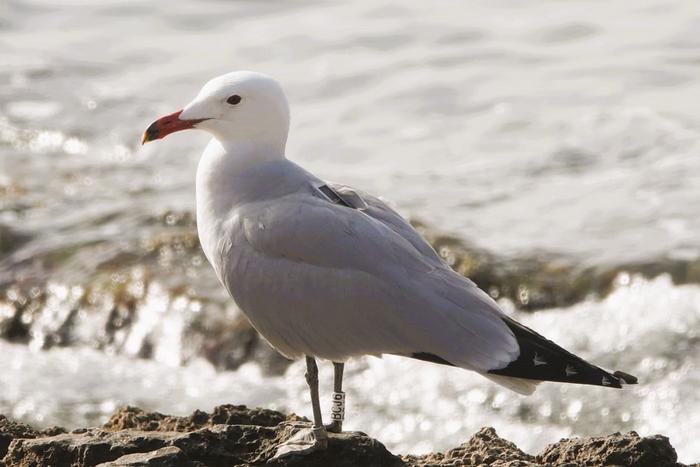 GPS technology to analyse seabird movements and expand Spain’s network of marine protected areas