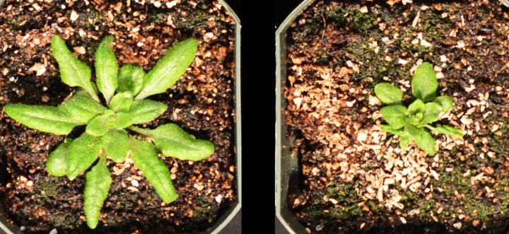 <i>Arabidopsis</i> Plants Overexpressing Enzyme GH3.5