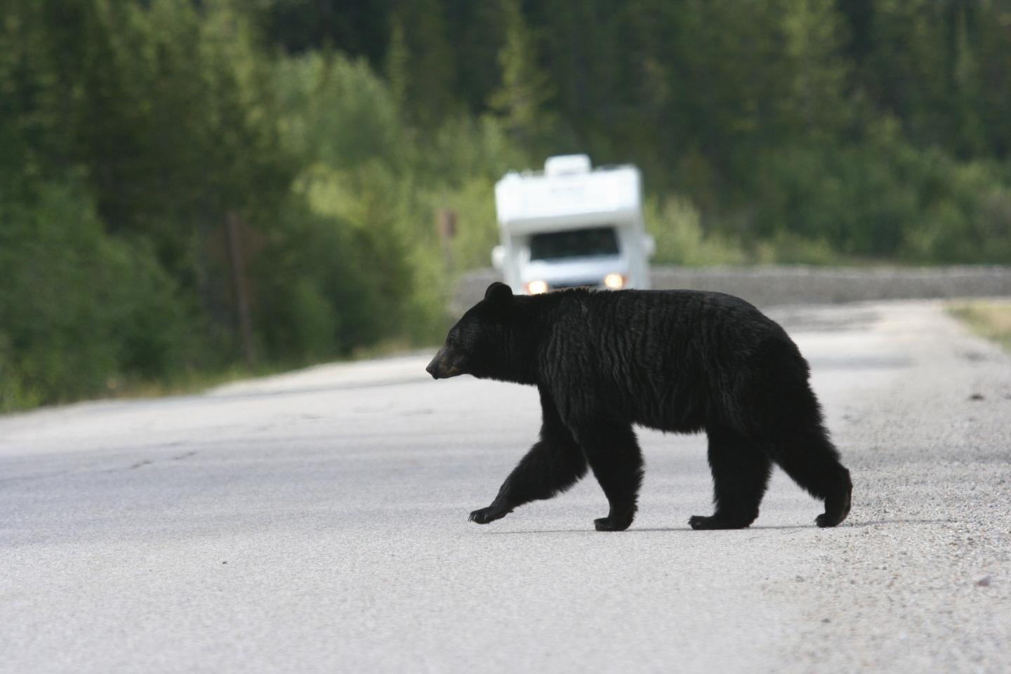 Bear on Highway