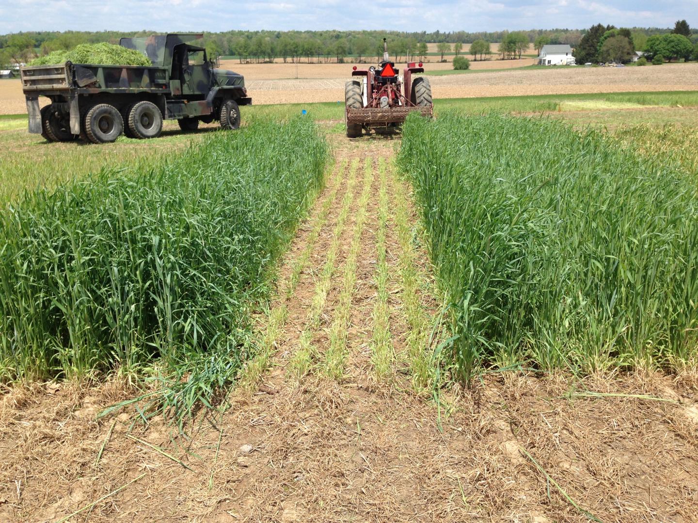 Rye [IMAGE] EurekAlert! Science News Releases