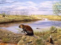 Ellesmere Island Beaver Pond Site in Pliocene
