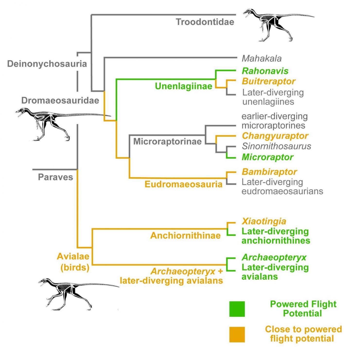 Updated evolutionary tree and biomechanical estimates of feathered dinosaurs