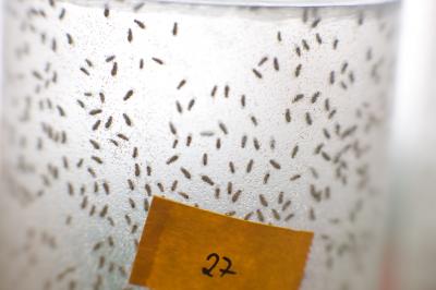 <i>Drosophila</i> Aging