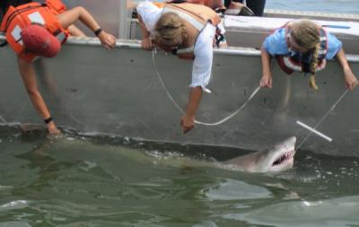 Shark Tagging in Delaware