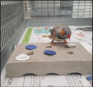 The zebra finch (Taeniopygia guttata)