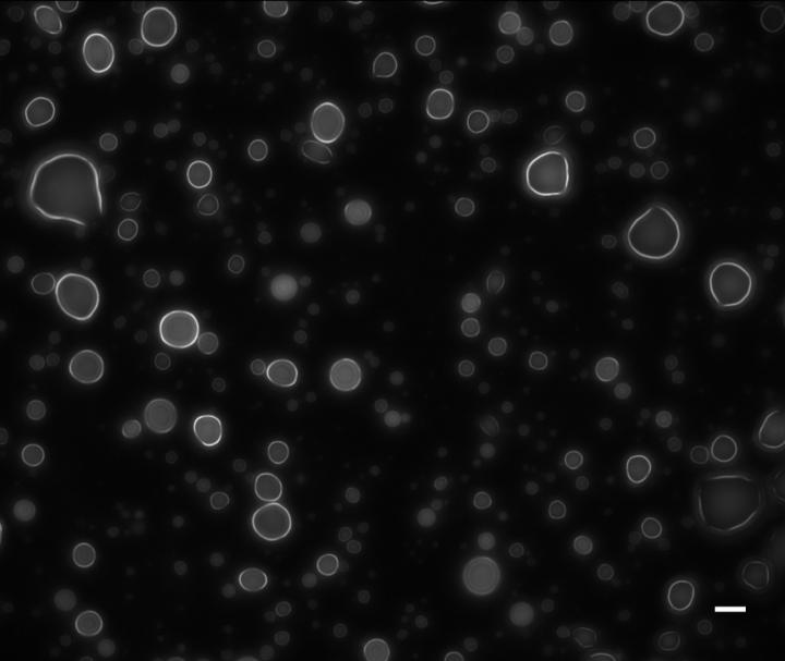 Aggregated Structures Formed from Xenopolymers Generated in Simple Drying Reactions.