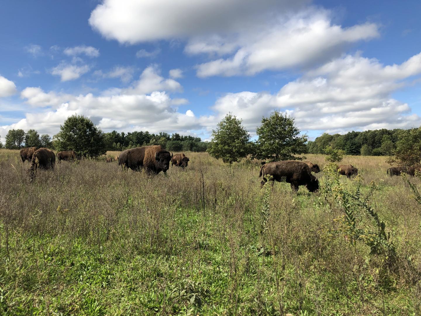 Pictured is reintroduced bison, which are one innovative technique used to restore prairie biodiversity