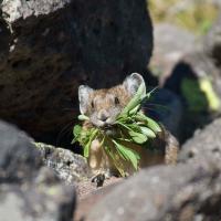 American pika disappears from large area of California's Sierra Nevada  mountains