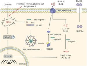 Forsythiae Fructus suppresses cisplatin-induced pyroptosis by modulating the NLRP3/caspase-1/GSDMD signaling pathway