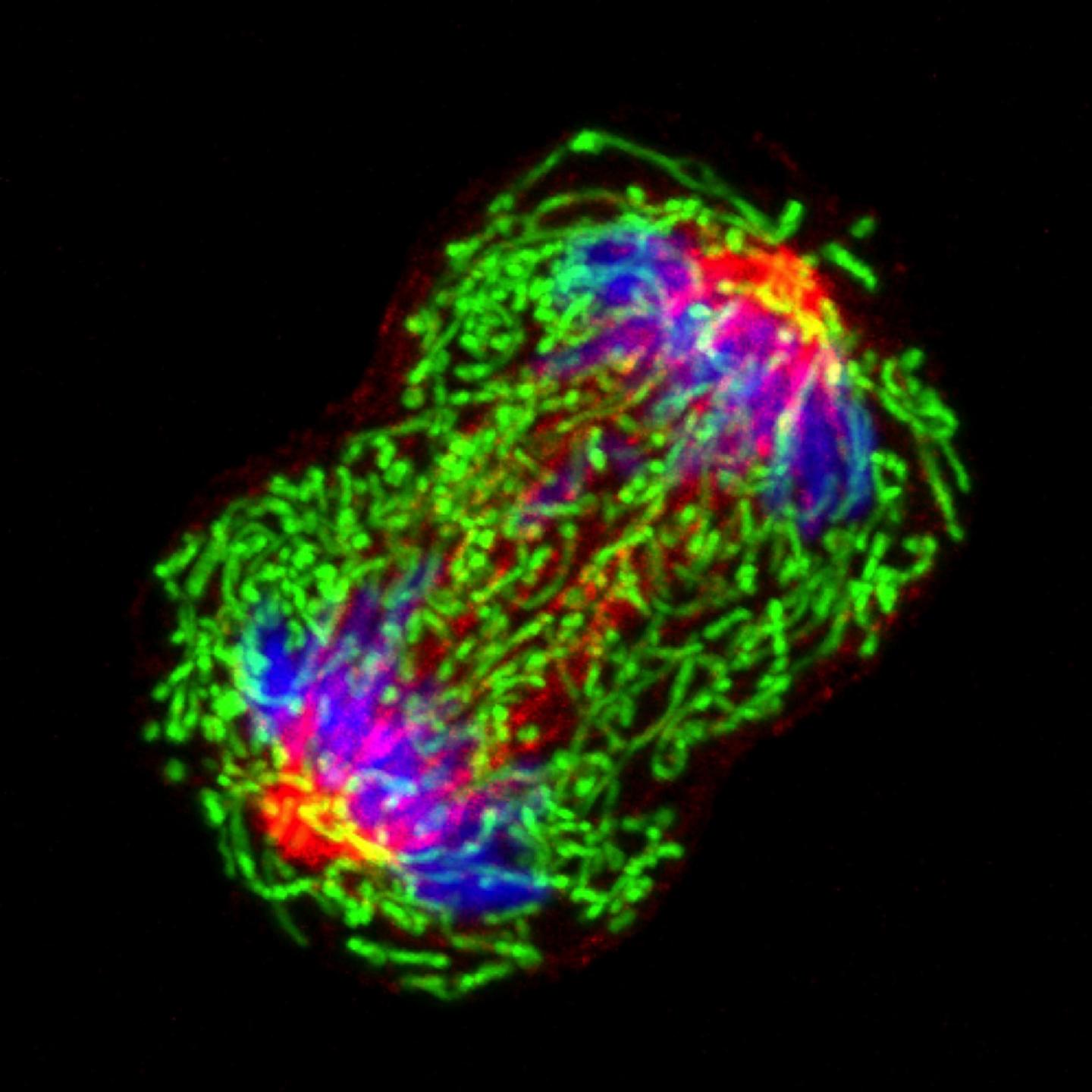 Cancer Cell in Division