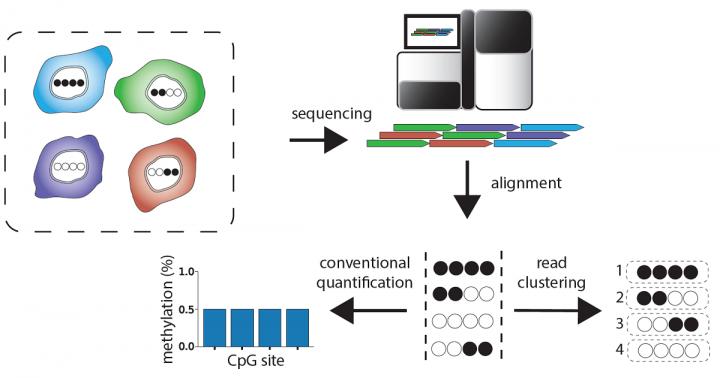 Rationale for Detecting Cell Type-Specific Methylation Patterns in WGBS Data