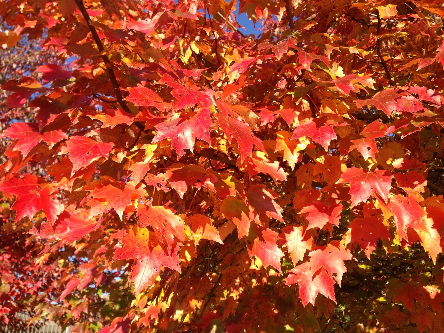 Red Maple Leaves