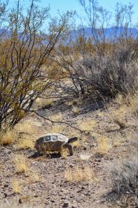 Desert Tortoise Habitat is Facing Threats by Development, Highways, Power Lines and Invasive Grasses