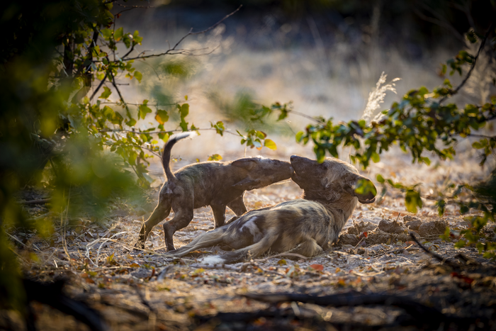 mom and pup