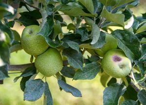 sun damaged apples