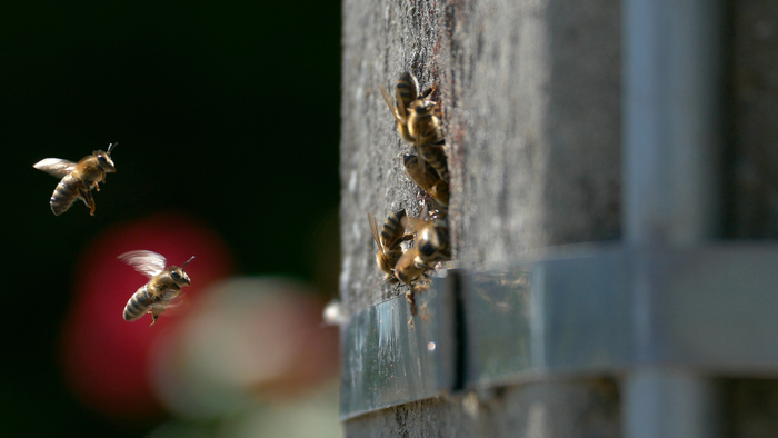 Bees use electricity pole