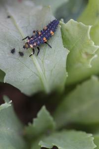 Ladybird larva