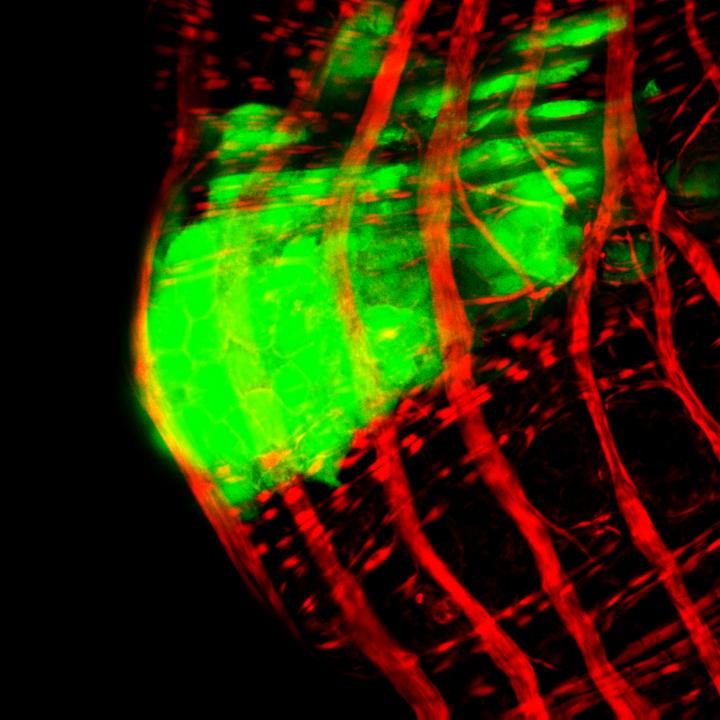 <i>Drosophila</i> Muscle