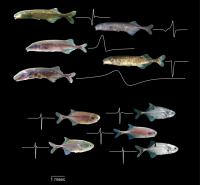 Comparison of Discharges Among Fishes With and Without the Evolved Brain