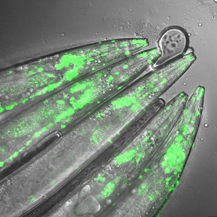 <em>C. Elegans</em> Huntingtin