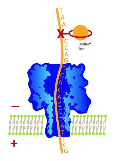 Using a Nanopore to Look for DNA Damage