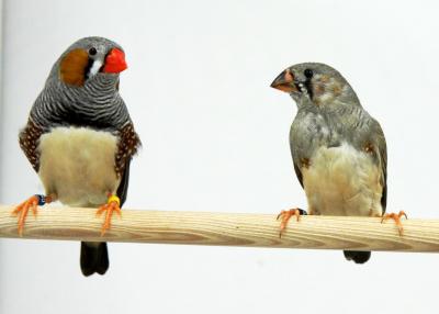 Zebra Finches