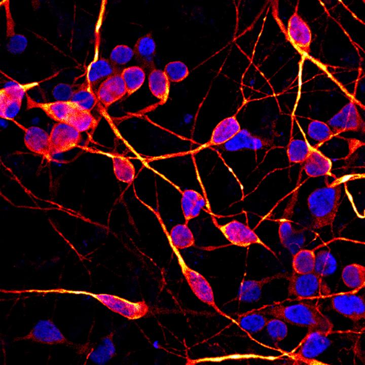 Neurons Multicolor