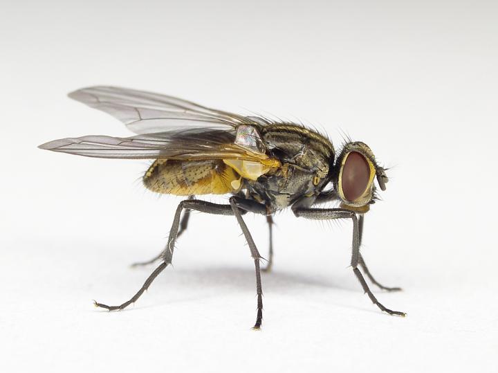 Housefly (<i>Musca domestica</i>)
