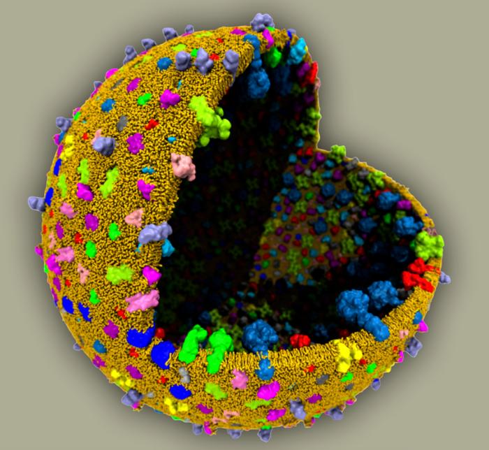 Molecular model of a protocell