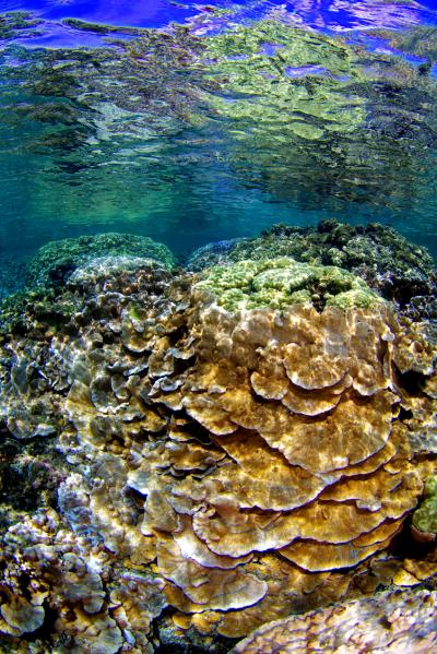 Hawaiian Coral Reef
