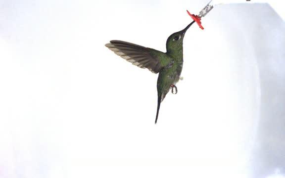 Hovering Over Flowers: Who Does It Better, Hummingbird or Nectar Bat? (9 of 12)