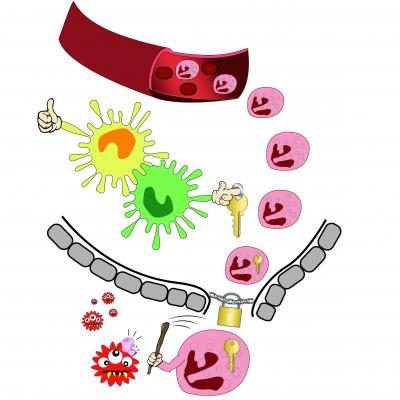 Weapon of the Immune System with a Built-In Safety Catch