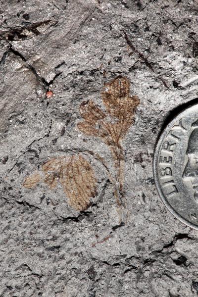 120-Million-Year-Old Plant Fossil May Shed Light on Pollen Evolution
