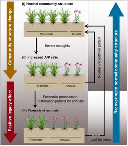 Conceptual framework showing how drought-induced community structure change and subsequent-year precipitation pattern interactively drive a positive legacy effect