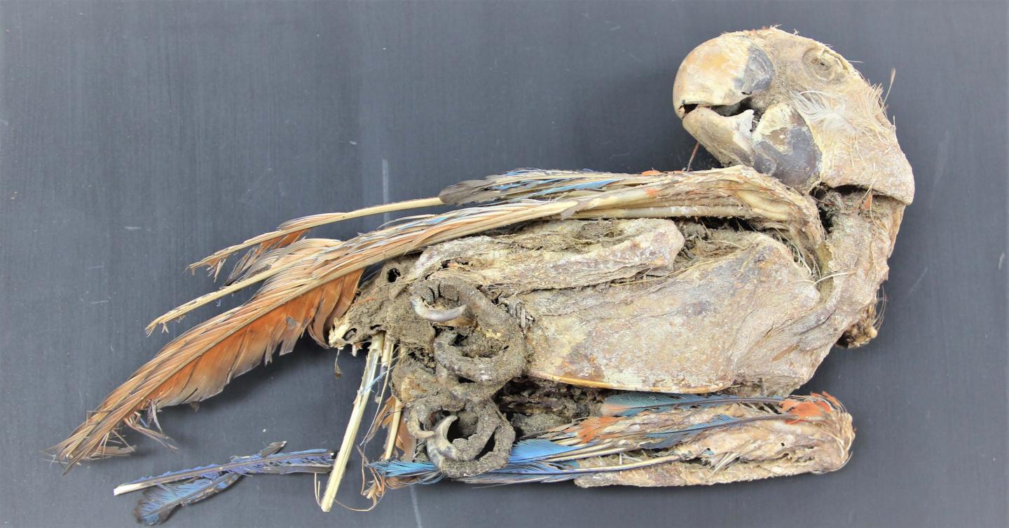 Mummified scarlet macaw recovered from Pica 8 in northern Chile.